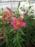 [5186 Empolo VWS No01.JPG]